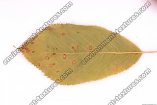 Photo Texture of Leaf 0077